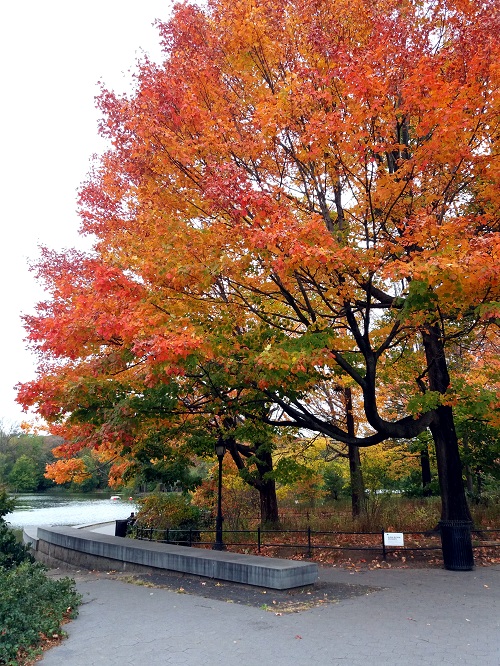 fall foliage autunno new york brooklyn (1)