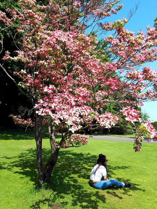 parco giardino sigurtà tulipani primavera