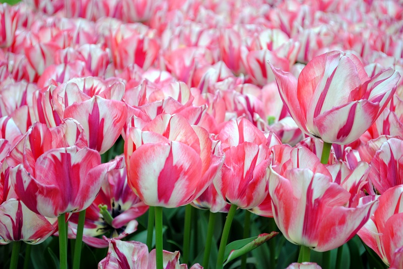 parco giardino sigurtà tulipani primavera
