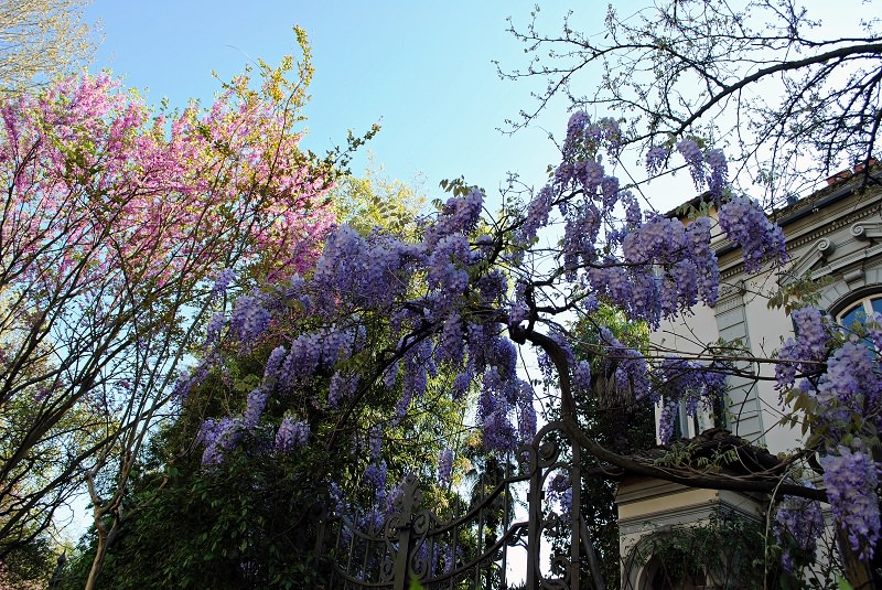 firenze primavera giardini in fiore